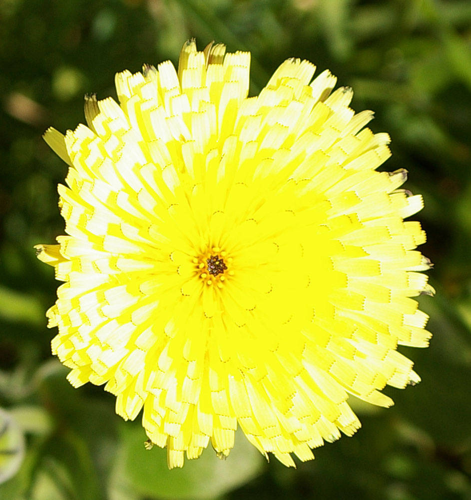 Il giallo 